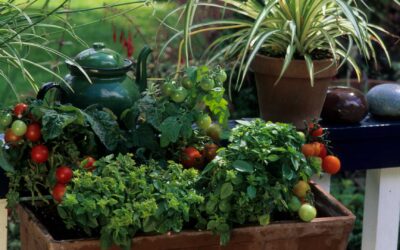 Comment créer un potager sur votre balcon ?