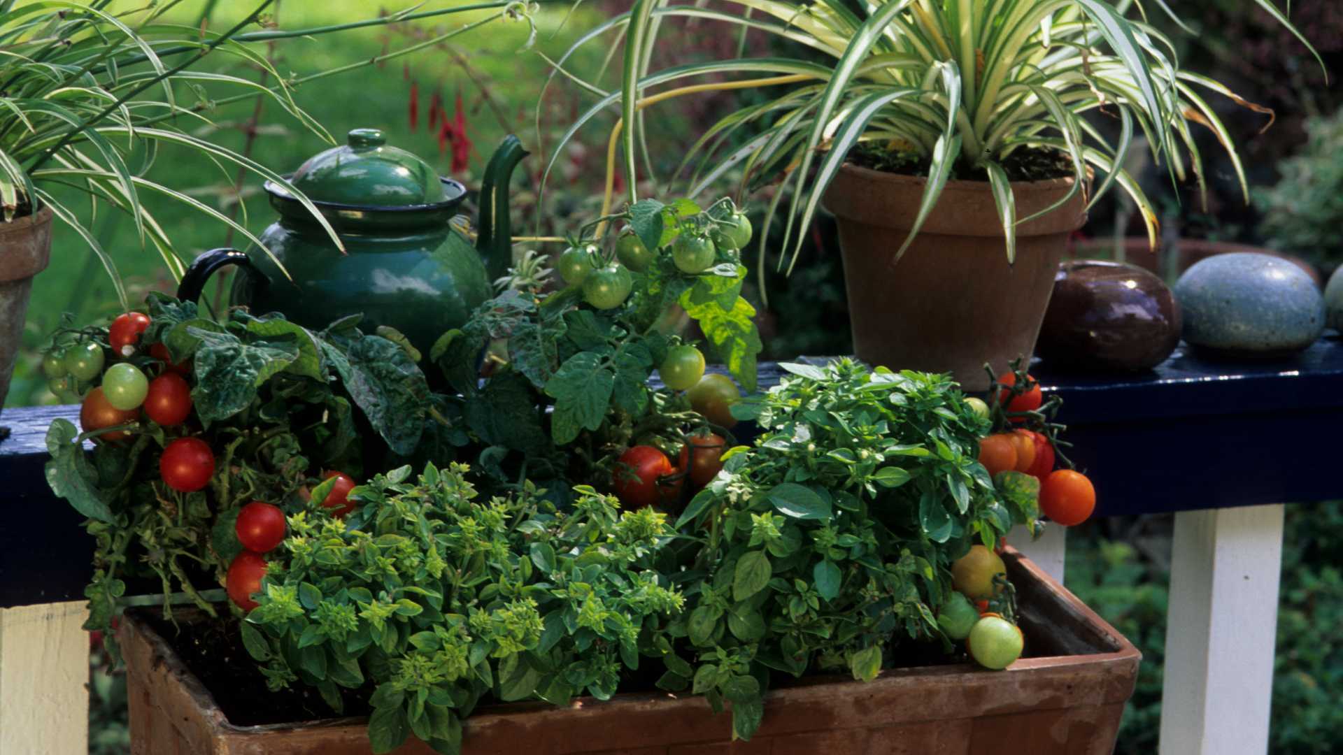 potager