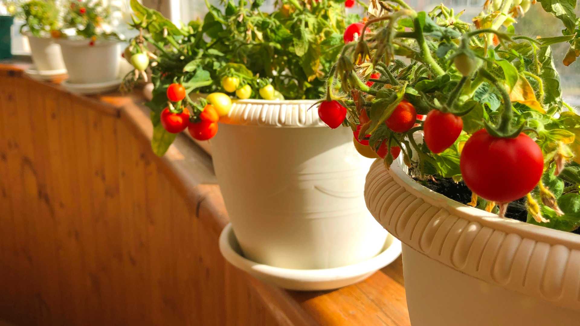 tomate sur balcon