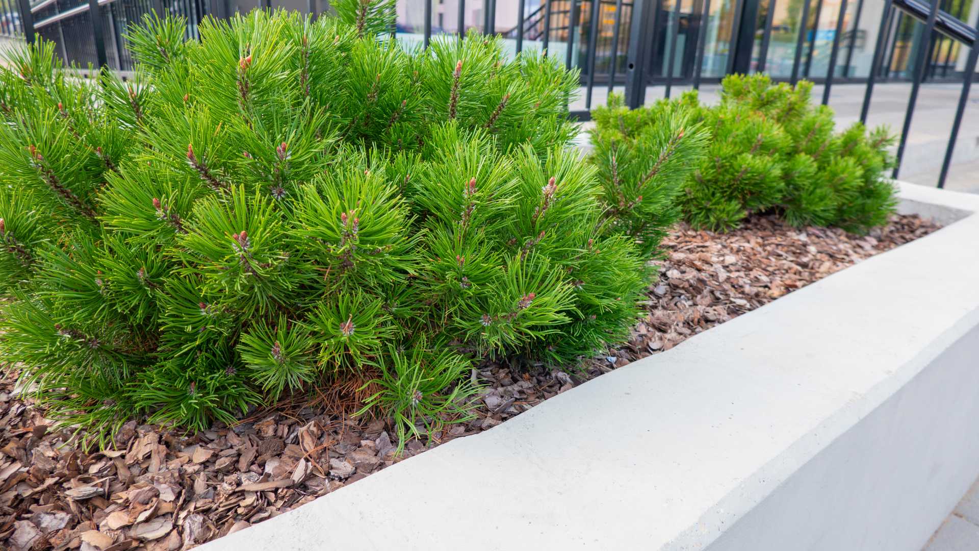 Pourquoi le paillage est-il essentiel pour votre jardin ?