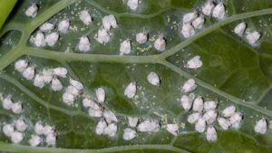 parasite jardin
