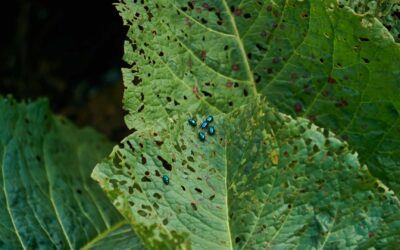 Comment lutter naturellement contre les parasites du jardin ?