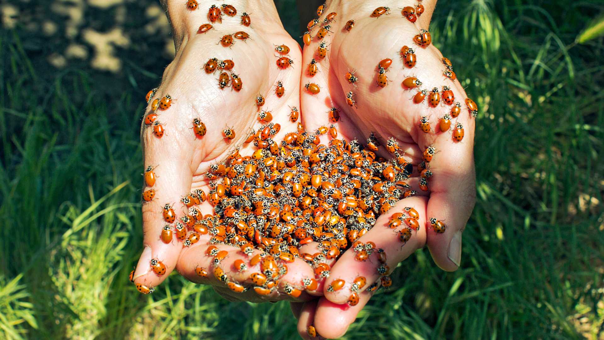 coccinelle dans la main