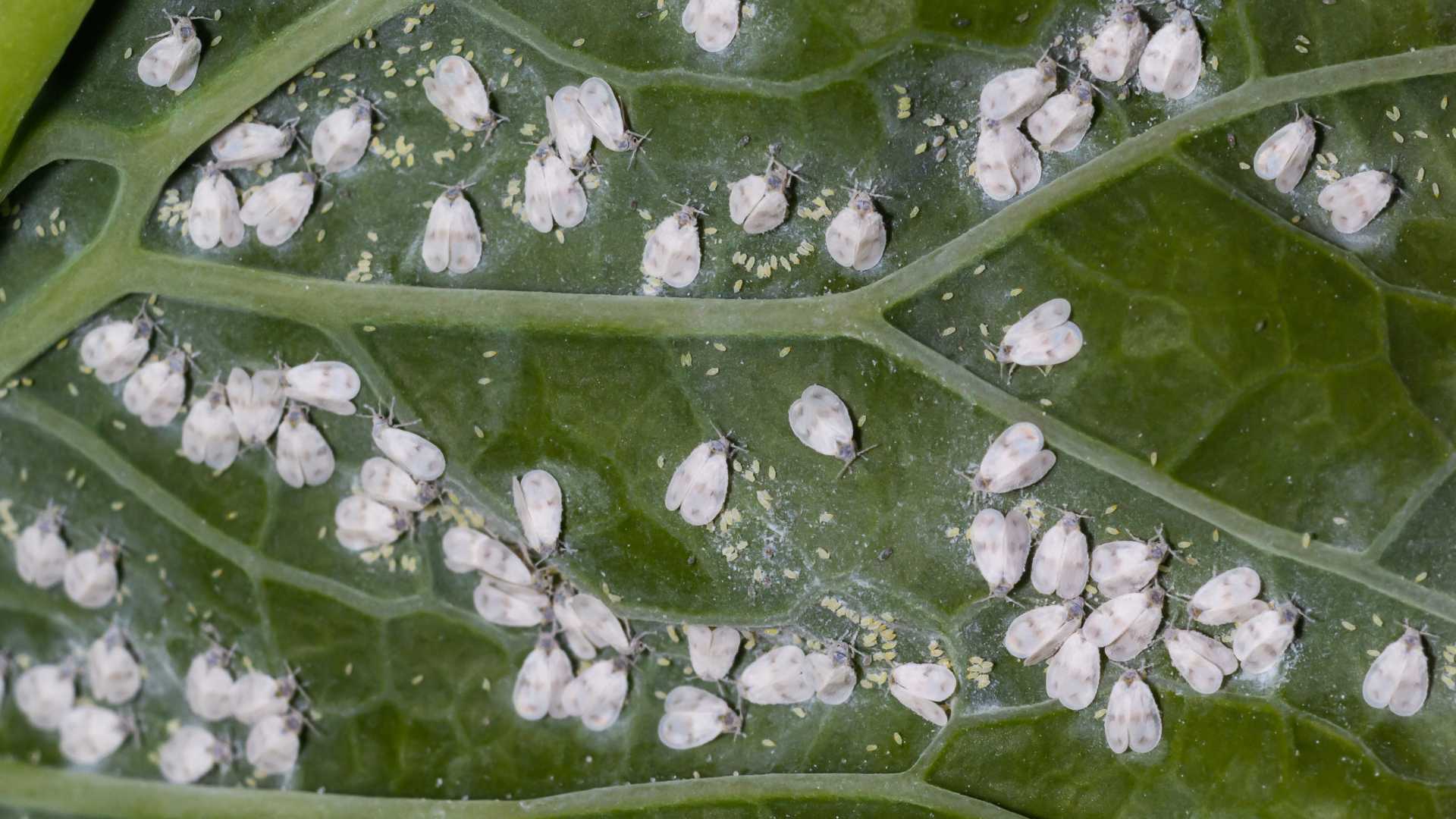 parasite jardin