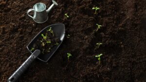 semence jardin
