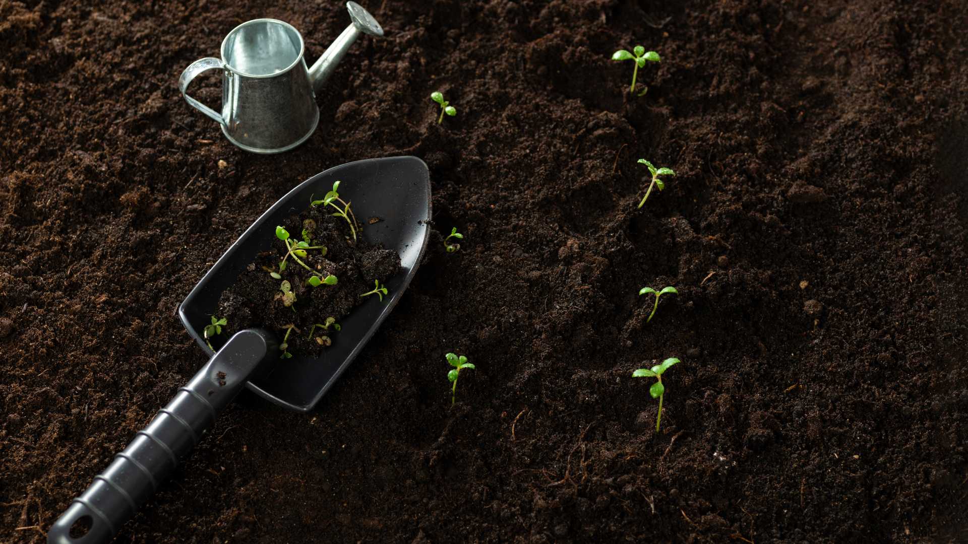 semence jardin