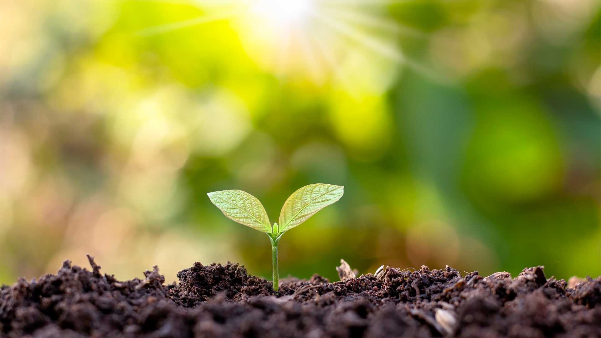 semence jardin