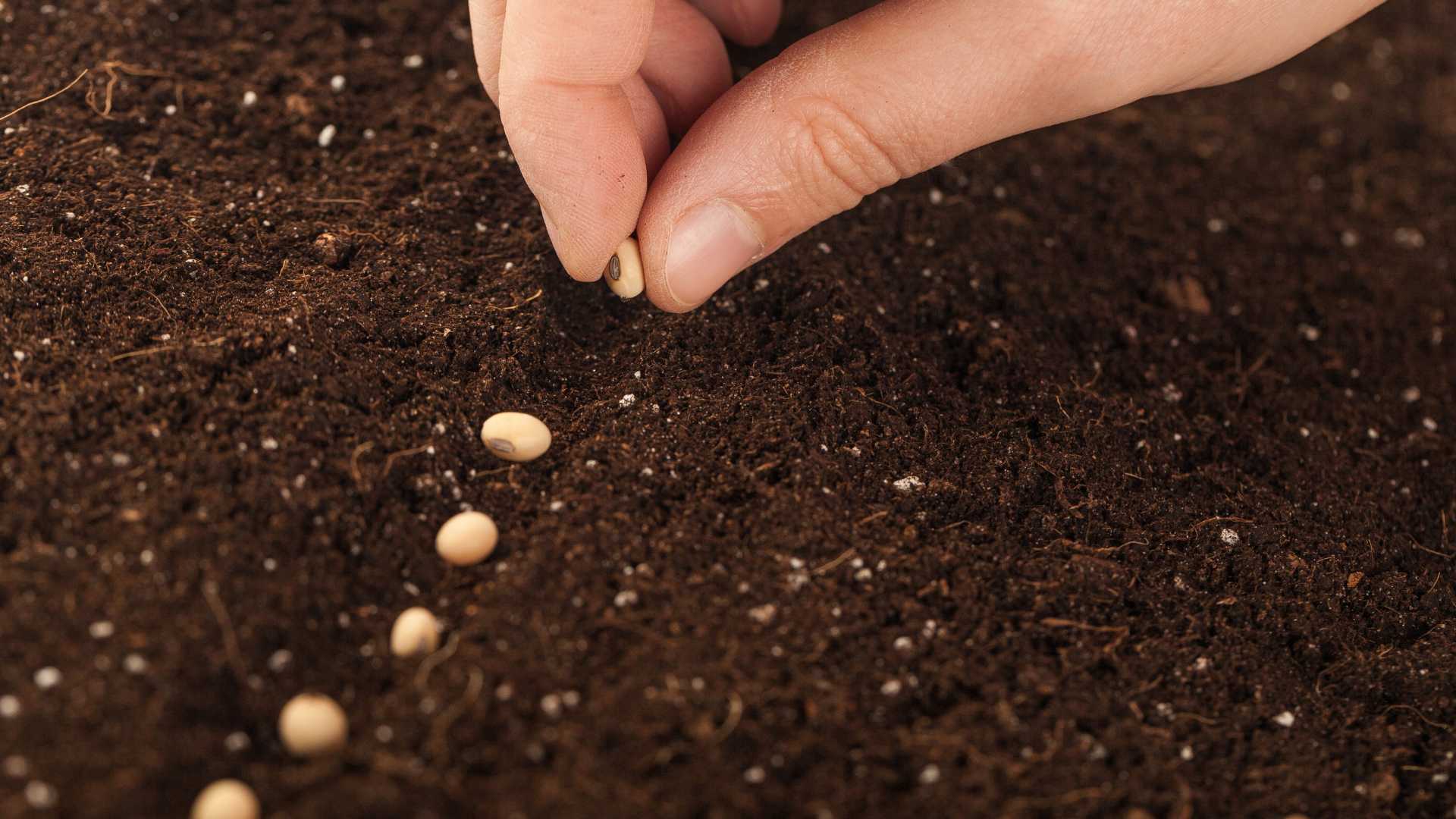 semence jardin