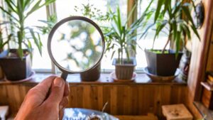 loupe sur plante intérieur