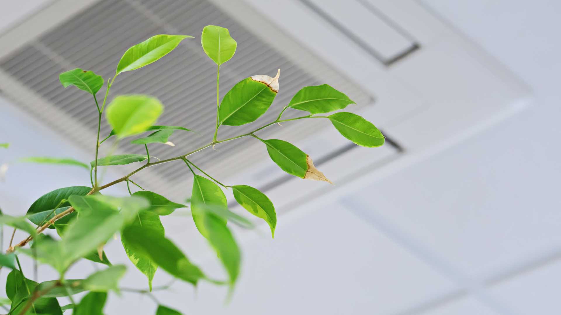 plante intérieur