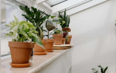 Pourquoi les plantes d’intérieur sont-elles bénéfiques ?