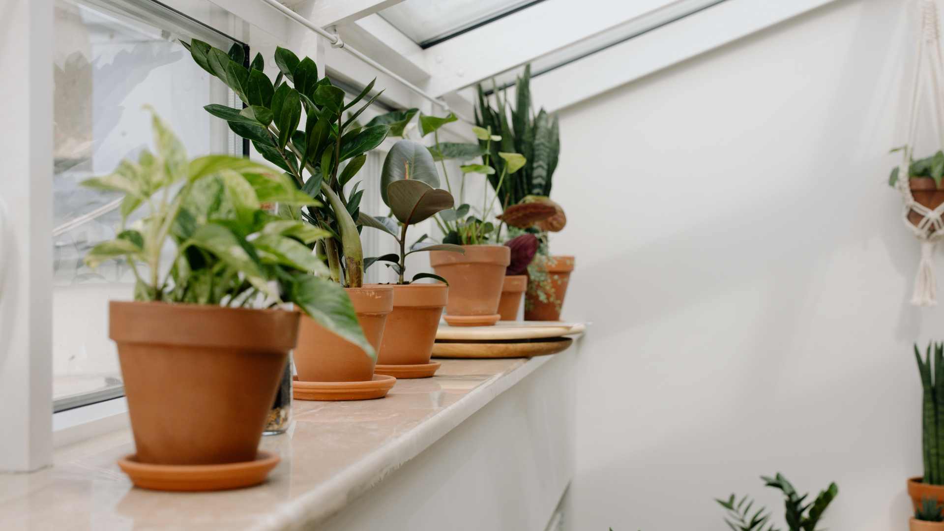 plante intérieur