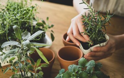 Cultiver des herbes aromatiques en intérieur toute l’année