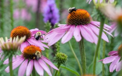 Attirer les pollinisateurs dans son jardin naturellement