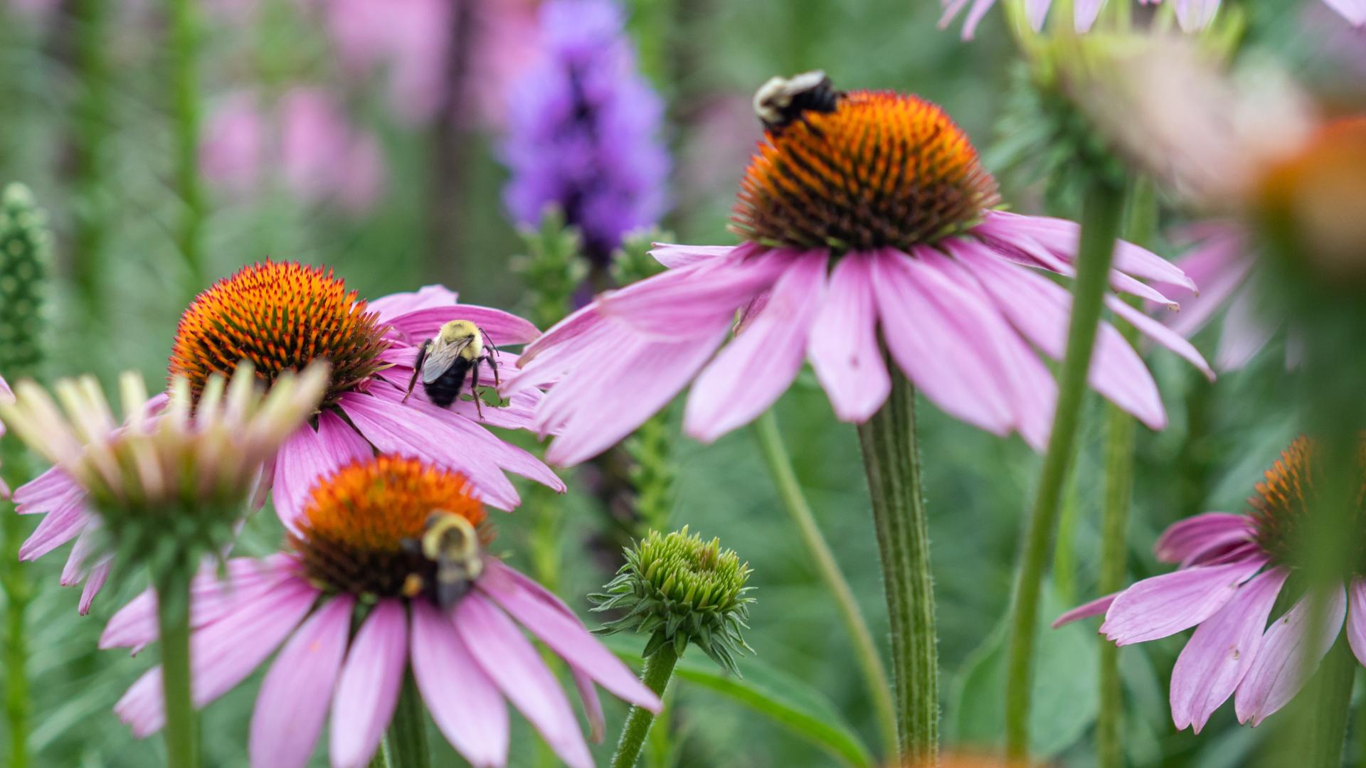 pollinisateurs